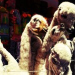 Les lamas séchés de la Paz