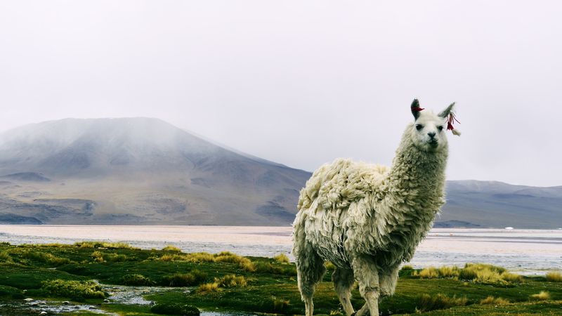 salars38 Photo de voyage - Sauter à pieds joints dans le sel d’Uyuni
