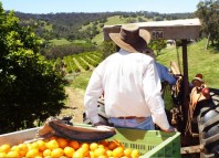 Photo de voyage - Les bouteilles en plastique en inde, un vrai fardeau !