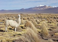 Image de couverture - Les bouteilles en plastique en inde, un vrai fardeau !